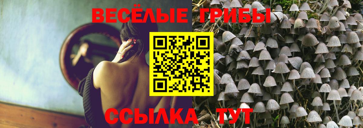 Галлюциногенные грибы Psilocybine cubensis Нижний Новгород